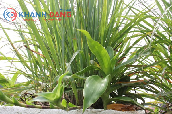 Cắt tỉa cây cối um tùm